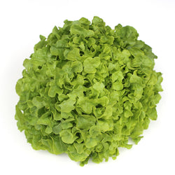 Lettuce Green Oak