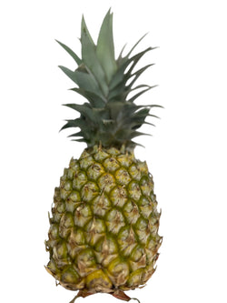 Pineapple Rough Leaf