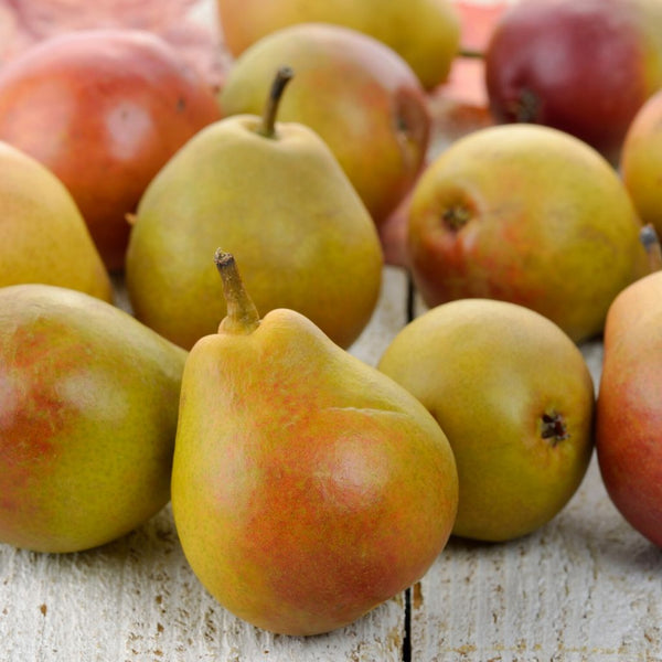 Pears Rico (each)