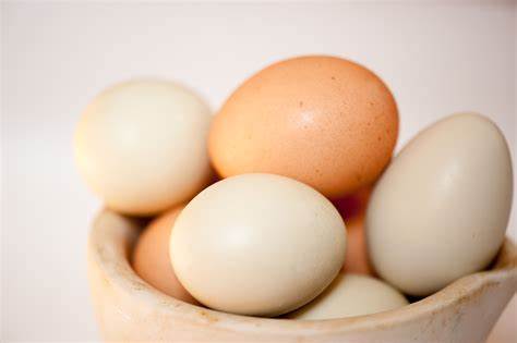 Free Range Eggs - Forage Farms