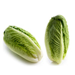 Lettuce Cos Twin Pack (Each)