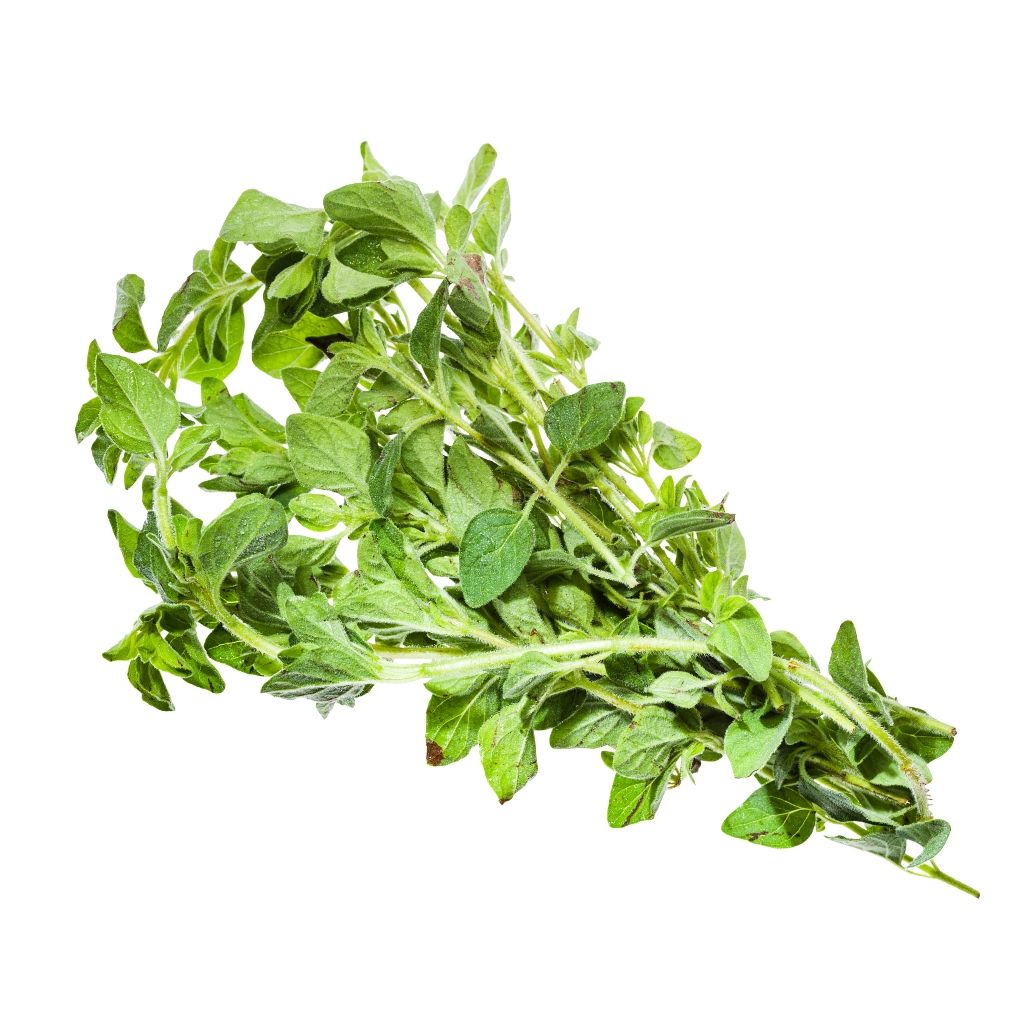 Oregano 100G Bunch